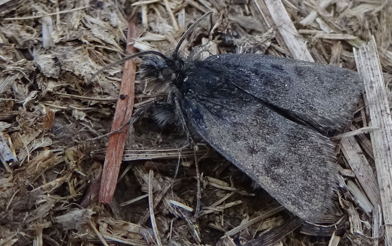 Metaxmeste phrygialis - Crambidae? S